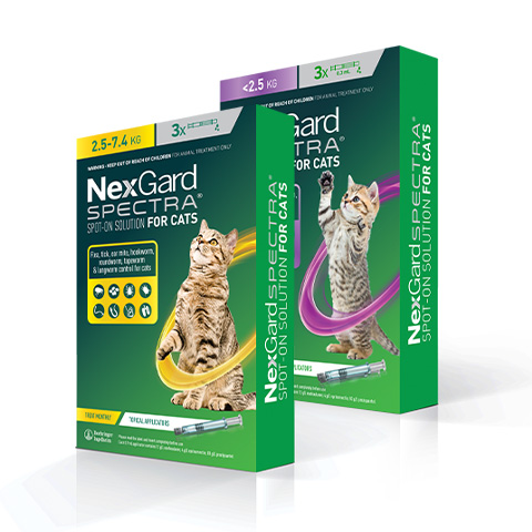 NEXGARD SPECTRA for Cats Pipet flea and tick treatment